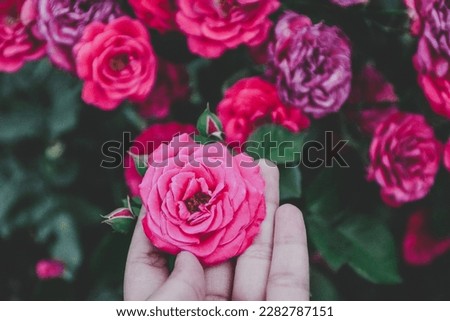 A pink rose enjoying being caressed by the loving hand of the Gardner, its mates clearly seen displaying envy in the background.