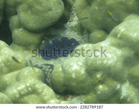view of living coral under the sea
