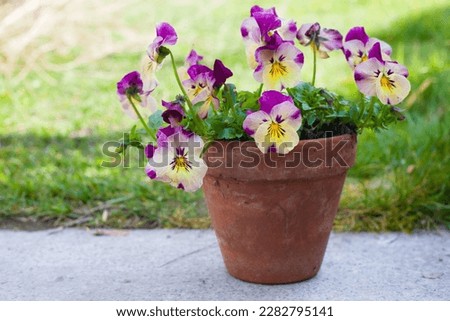 Beutiful flowering Pansy Trailing in a traditional ceramic pot