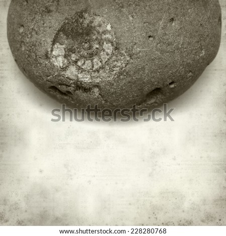 textured old paper background with pebble with ammonite fossil