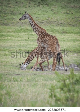 A giraffe quenching its thirst from a shallow water puddle with her partner.
