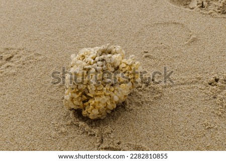 You can find the yellow spanballs of the whelks at the beach of Blavand Royalty-Free Stock Photo #2282810855