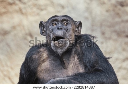 Chimpanzee portrait with fascinating facial expression. Royalty-Free Stock Photo #2282814387