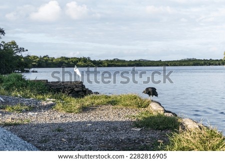 A black vulture and a white heron standing by the riverside. River Una in Valenca, Bahia.