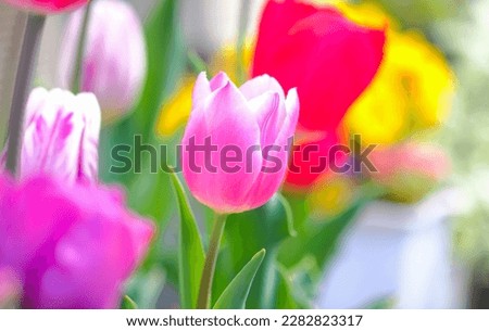 This is a picture of tulips blooming in the garden