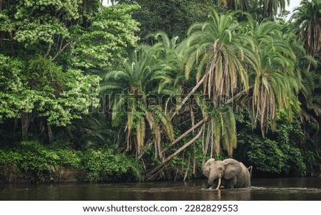 African forest elephant (Loxodonta cyclotis) and the Lekoli River. Odzala-Kokoua National Park. Cuvette-Ouest Region. Republic of the Congo Royalty-Free Stock Photo #2282829553