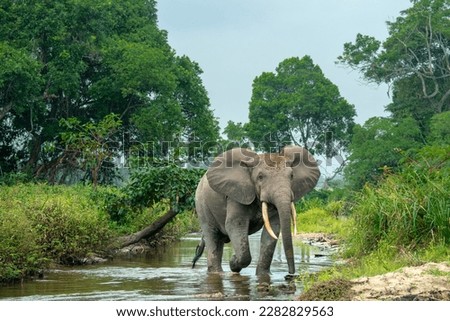 African forest elephant (Loxodonta cyclotis) and the Lekoli River. Odzala-Kokoua National Park. Cuvette-Ouest Region. Republic of the Congo Royalty-Free Stock Photo #2282829563