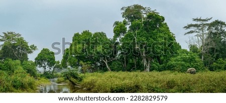 African forest elephant (Loxodonta cyclotis) and the Lekoli River. Odzala-Kokoua National Park. Cuvette-Ouest Region. Republic of the Congo Royalty-Free Stock Photo #2282829579