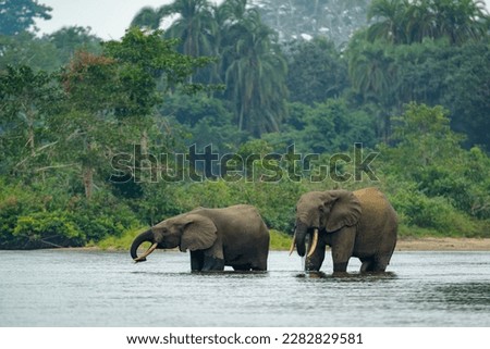 African forest elephant (Loxodonta cyclotis) and the Lekoli River. Odzala-Kokoua National Park. Cuvette-Ouest Region. Republic of the Congo Royalty-Free Stock Photo #2282829581