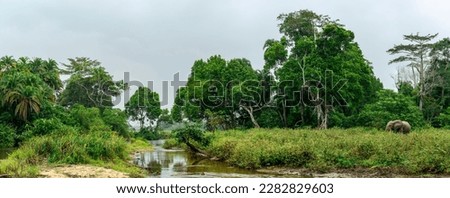 African forest elephant (Loxodonta cyclotis) and the Lekoli River. Odzala-Kokoua National Park. Cuvette-Ouest Region. Republic of the Congo Royalty-Free Stock Photo #2282829603