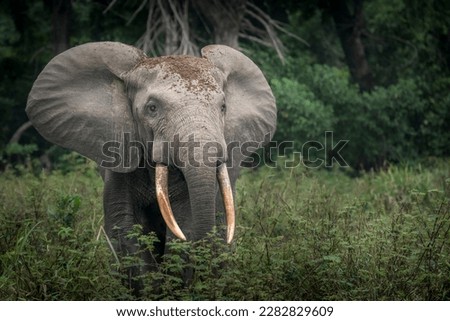 African forest elephant (Loxodonta cyclotis) in dense rainforest undergrowth. Odzala-Kokoua National Park. Cuvette-Ouest Region. Republic of the Congo Royalty-Free Stock Photo #2282829609
