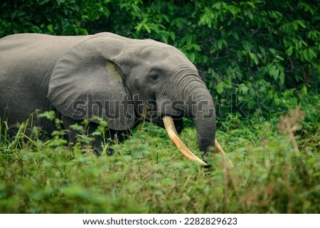 African forest elephant (Loxodonta cyclotis) in dense rainforest undergrowth. Odzala-Kokoua National Park. Cuvette-Ouest Region. Republic of the Congo Royalty-Free Stock Photo #2282829623