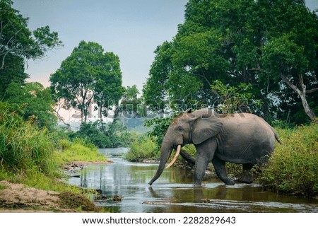 African forest elephant (Loxodonta cyclotis) and the Lekoli River. Odzala-Kokoua National Park. Cuvette-Ouest Region. Republic of the Congo Royalty-Free Stock Photo #2282829643