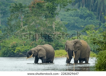 African forest elephant (Loxodonta cyclotis) and the Lekoli River. Odzala-Kokoua National Park. Cuvette-Ouest Region. Republic of the Congo Royalty-Free Stock Photo #2282829647