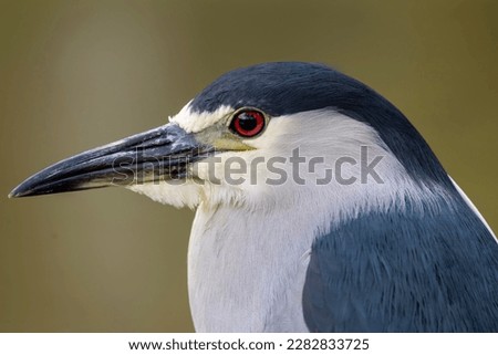 This images depicts a mature black-crowned night heron at a small pond, located at a tourist attraction on the island of Maui, Hawaii. The close-up shows off the details of the handsome bird. Royalty-Free Stock Photo #2282833725