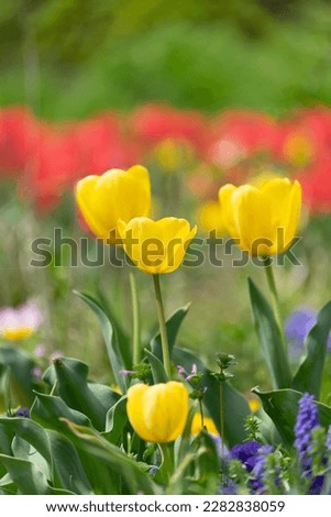 Tulips, beauriful nature flowers in japan