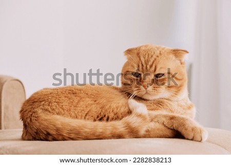 a gloomy red cat of the Scottish fold breed