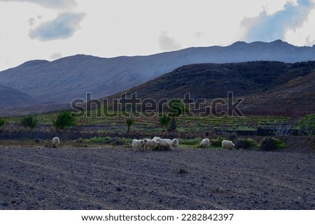 Shaggy rams and sheeps walking on ploughed field on bio cheese farm on Fuerteventura, Canary Islands, Spain