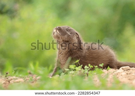 Adorable eurasian otter baby in summer