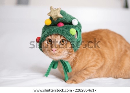 A Christmas ginger cat in a Christmas tree hat sits on a white bed