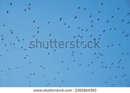 Bird flock flying on blue sky background