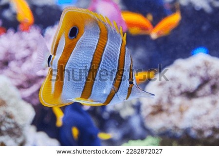 Beautiful copperband butterflyfish in reef, (Chelmon rostratus).
