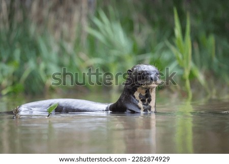 Close up of a giant otter in a river, Pantanal, Brazil.