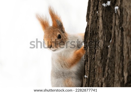 Amazing card with funny fluffy squirrel sitting on a tree trunk.The face of a squirrel with tufted ears and black eyes close-up. Wild animals in winter or springtime in forest. Copy space for text