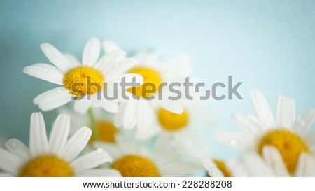 fresh chrysanthemums in soft color style 