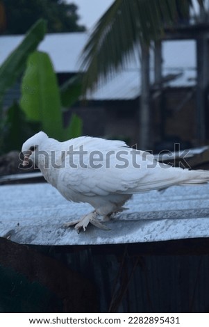 White feral pigeon or dove (Columba livia domestica) perched on a roof