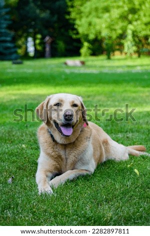 A beautiful adult white Labrador photographed close up against a green garden background