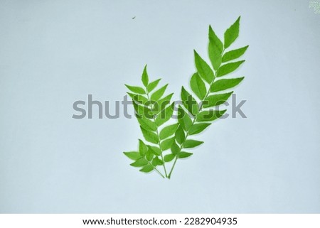 curry leaf on a white background. curry leaf close picture on a white background.