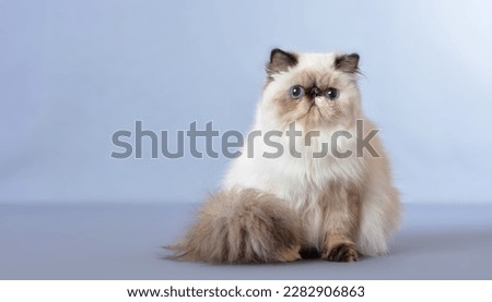 The Persian cat, also known as the Persian longhair, is a long-haired breed of cat characterized by a round face and short muzzle.  Royalty-Free Stock Photo #2282906863
