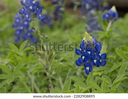 Close up of a field of blooming Texas Bluebonnet plants photographed with a shallow depth of field at eye level.