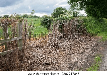 Environmental damage to a hedgerow from contamination. Royalty-Free Stock Photo #2282917045