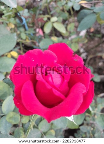 Choose from our handpicked collection of royalty free rose pictures  images