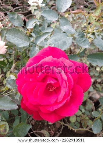 Choose from our handpicked collection of royalty free rose pictures  images