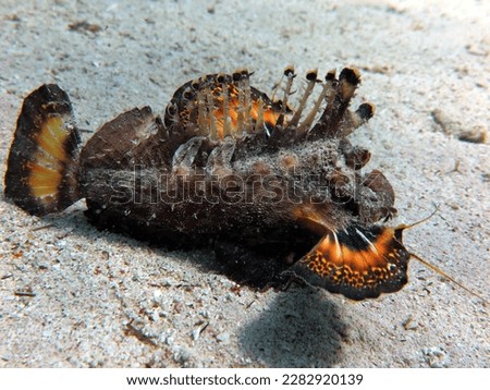 Red Sea Walkman, also known as sea goblin, demon stinger or devil stinger, is a Western Pacific member of the Inimicus genus of venomous fishes, closely related to the true stone fishes Royalty-Free Stock Photo #2282920139