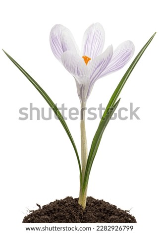 Crocus flower growing from the ground, isolated on white background Royalty-Free Stock Photo #2282926799