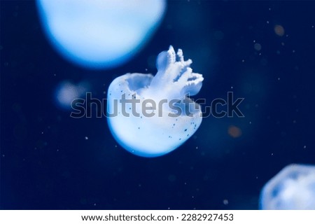 Jellyfish swimming calmly in blue water nice calm picture