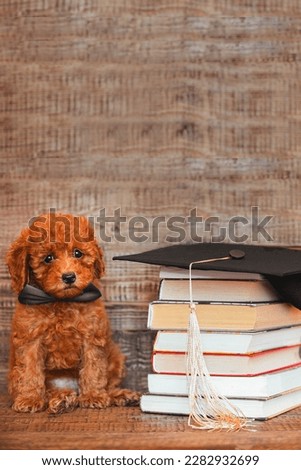A charming little toy poodle puppy sits in a black bow tie around his neck, next to a stack of books with a graduation cap. Graduation ceremony, graduation ceremony and graduation