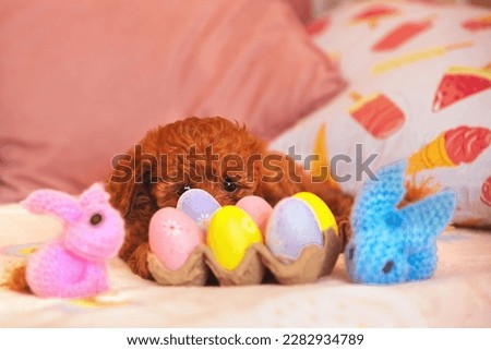 on the bed lies a festive Easter decoration - painted eggs and knitted bright hares, in the background lies a small maltipoo puppy