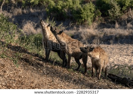 A clan of spotted hyenas look longingly up into a tree in which a carcass is hoisted on the edge of a riverbed in Africa