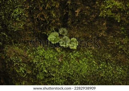 Small leaves growing out of a moss covered wall made of paving stones. Taken on hike along Veterans Creek to Mount Scott, a public park in the metropolitan area southeast of Portland, Oregon.