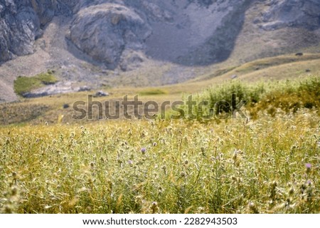Green grass in the mountain for baclground
