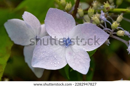 Morning dew on purple flower