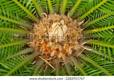 This plant is v nice, growing, green, fresh, and at home.2 Sep 2021 Royalty-Free Stock Photo #2282951767