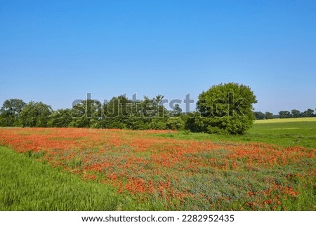 wild red poppy flowers. large poppy field, beautiful flowers.