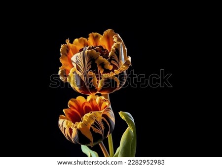 A wonderful orange tulip with intricate black patterns close-up on a dark background