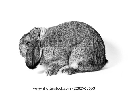 Fluffy, gray and beautiful bunny with brown eyes posing on a white background